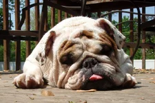 Tonka_zps837300f5.webp
