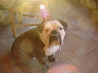 Drool 001.webp
