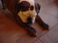 Drool 002.webp