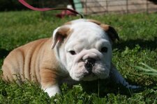 Mayhem (8 weeks).jpg