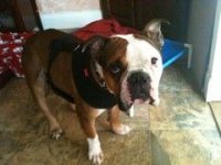 louie EB IBR.jpg louie EB IBR.jpg
