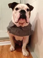 maximus2.webp
