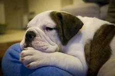 Maximus very very sleepy.webp