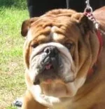 Dozer 3 small.webp