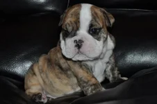 iPhoto.app.webp