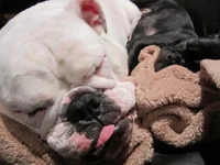 snoozing.webp