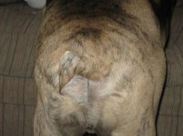 Duke's Curly Tail.jpg