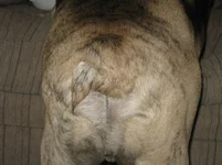 Duke's Curly Tail.webp Duke's Curly Tail.webp
