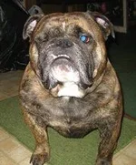 winston.webp