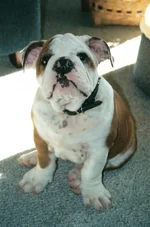 scan0010.webp