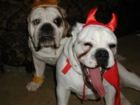halloween.webp