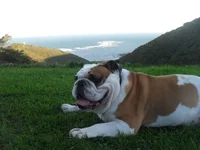 Saturday18 - tired out at end of walk.webp