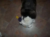 100_1072.webp