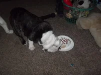 100_1078.webp