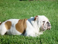 Buddy Boy.webp