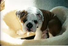 scan0011.webp