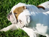 buddy & snow flake.webp