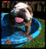 ImageUploadedByTapatalk1310336647.365739.webp
