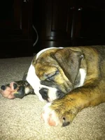 sleeping beau.webp sleeping beau.webp