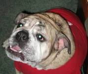 Dukeyboy bad to the bone 005.webp