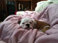 ImageUploadedByTapatalk1310407242.232109.webp