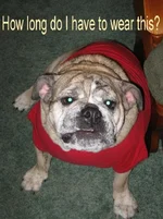 Dukeyboy bad to the bone 004.webp