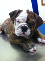 Beau at vet.webp Beau at vet.webp