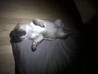 ImageUploadedByTapatalk1326433090.447569.webp
