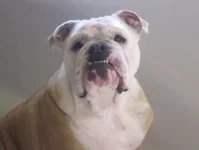 Lucy1.webp