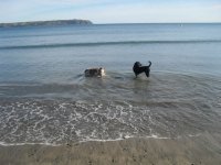 Saturday7 - other dog at the beach.jpg