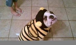 BrodieBee1.webp