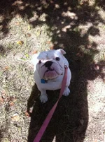 ImageUploadedByTapatalk1310506440.531080.webp