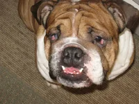 Brutus 006.webp