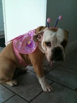 shy butterfly.webp