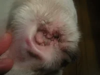 woody's ear.webp
