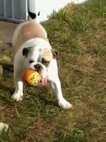 zoey with ball.jpg