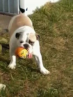 zoey with ball.webp