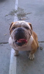 IMAG0288.webp