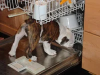 dishwasher.webp