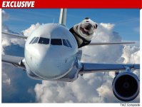 0329-dog-plane-ex-credit.jpg