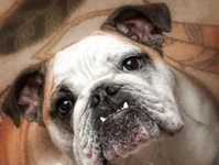 lookup-bea.webp lookup-bea.webp