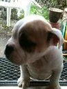 puppy1.webp