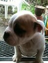 puppy1.jpg puppy1.jpg