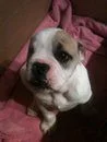 puppy2.webp