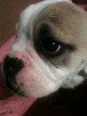 puppy3.webp