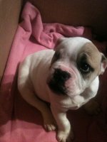 puppy4.jpg puppy4.jpg