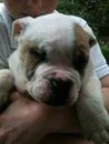 puppy5.webp
