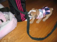 daphne 027.webp