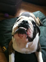 ImageUploadedByTapatalk1311020296.499891.webp