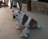 04 28 13 Tennis Ball.webp